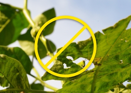 Ochrona przed insektami