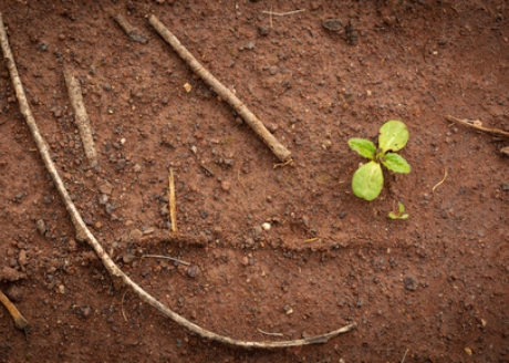 Przyśpiesza proces humifikacji