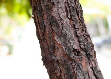 Przyśpiesza proces rozkładu pni drzew