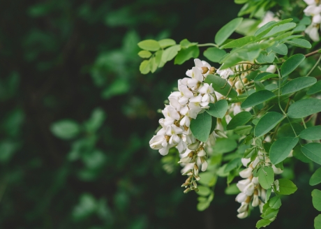 Naturalne drewno akacjowe