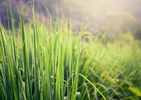 Dobór odpowiednich składników
