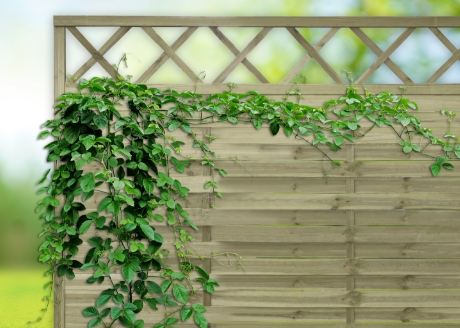 Idealne podparcie pod pnące rośliny