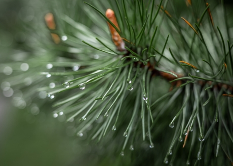 Naturalne drewno sosnowe