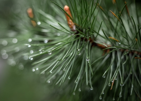 naturalne drewno sosnowe