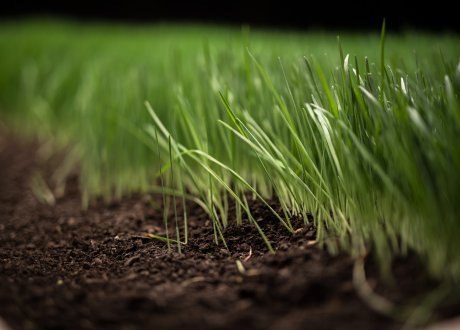 Mniejsza częstotliwość koszenia
