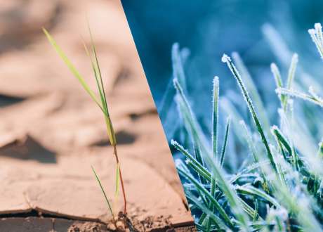 Odporność na susze
