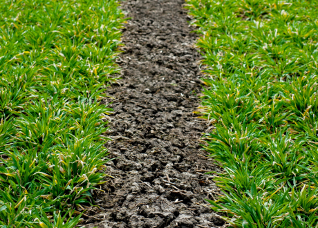 Samoregeneracja trawnika