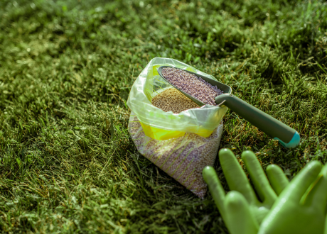 Łatwość w uprawie
