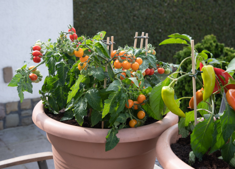 Uniwersalne stosowanie
