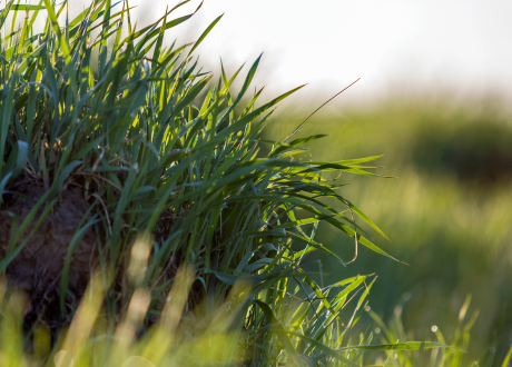 Wielofunkcyjne działanie
