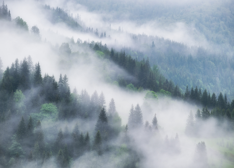 Wzór inspirowany przyrodą