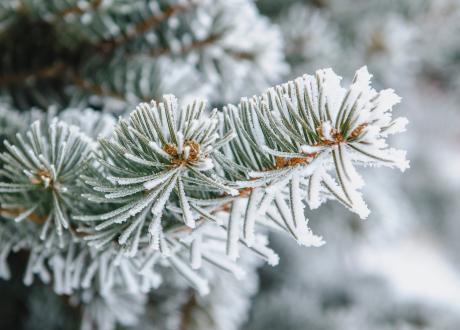 Realistyczne igliwie z delikatnym efektem śniegu

